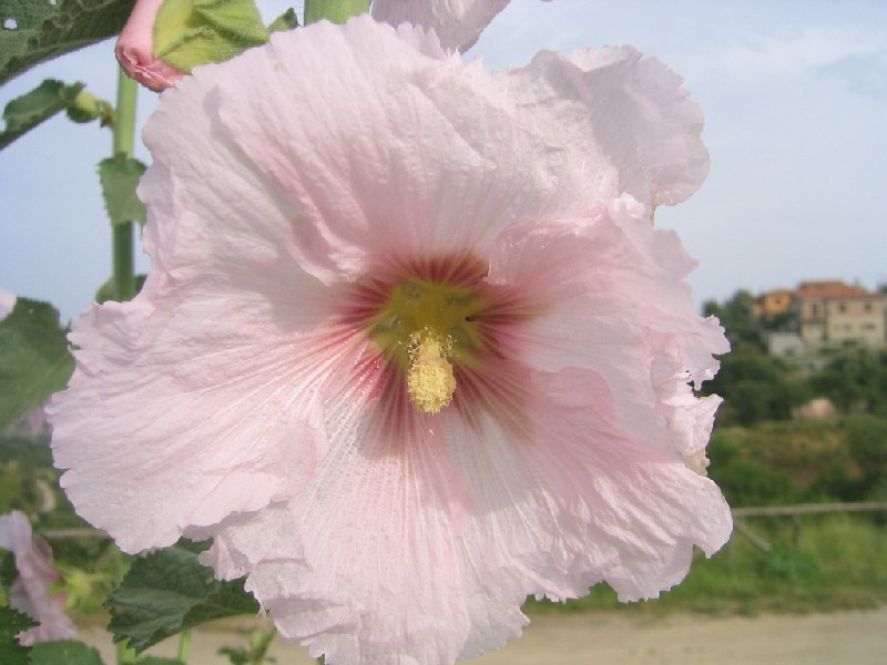 Alcea rosea / o biennis?